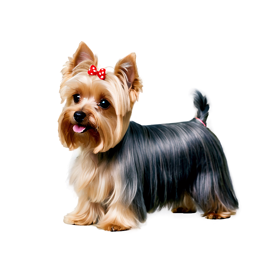 Groomed Yorkie Png 06242024 PNG