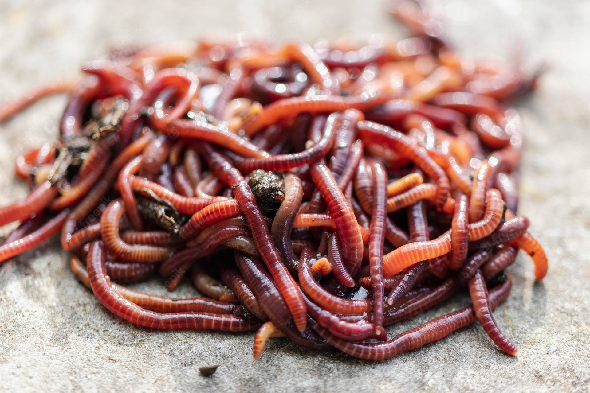 Close-up View of Earthworms Thriving in Nutrient-rich Manure Wallpaper