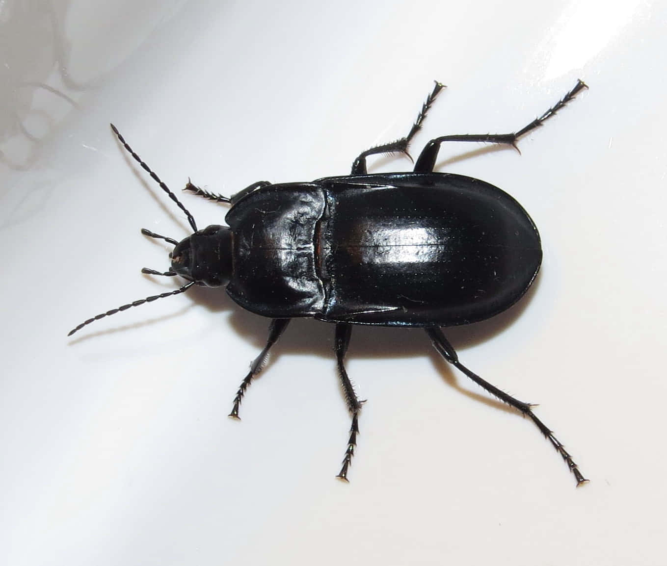 Ground Beetle Close Up Wallpaper