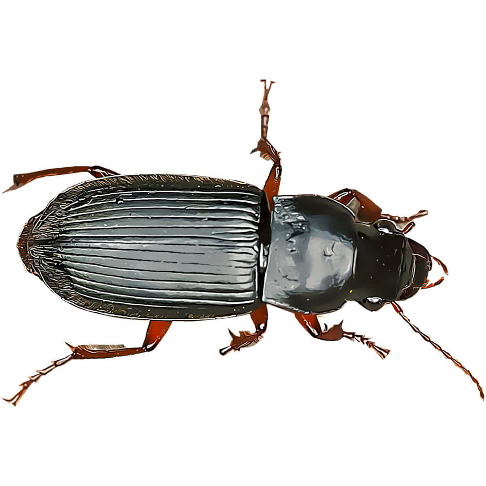 Ground Beetle Closeup Wallpaper