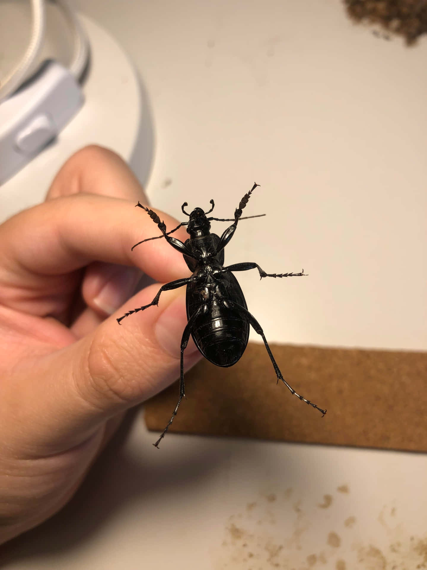 Ground Beetle Heldin Hand Wallpaper