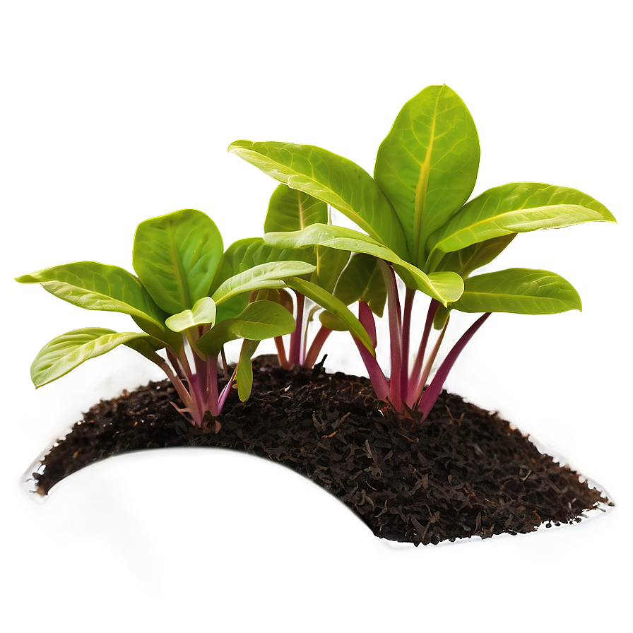 Ground Cover Plant Png Tjd PNG
