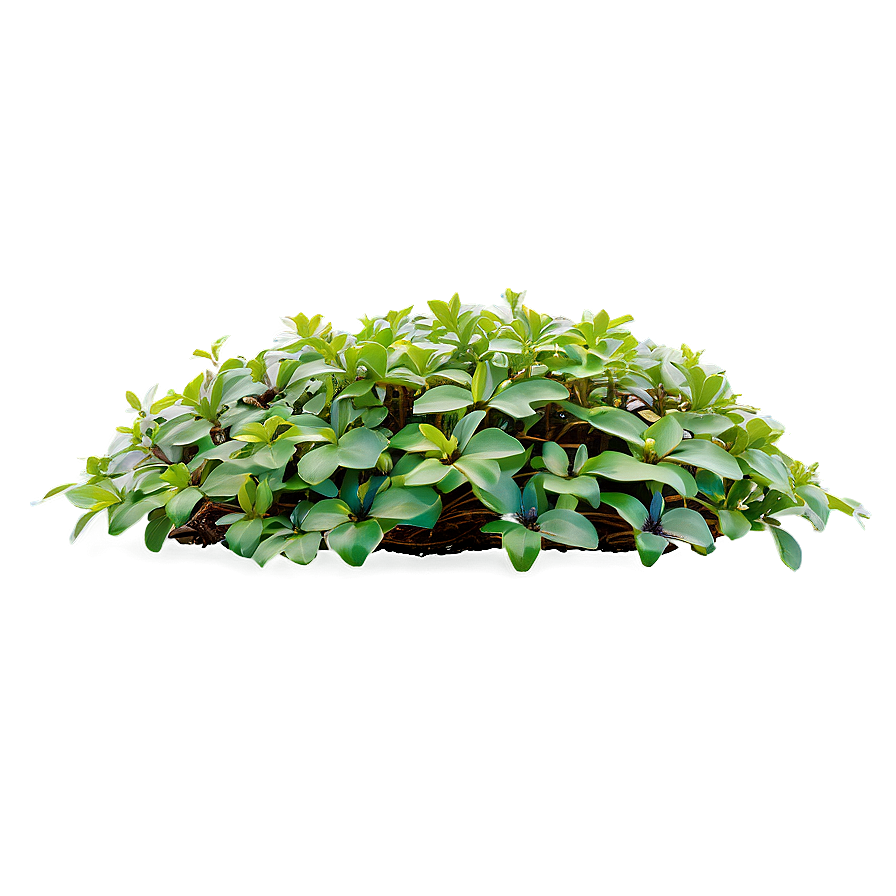 Ground Cover Plants Png Tmc36 PNG