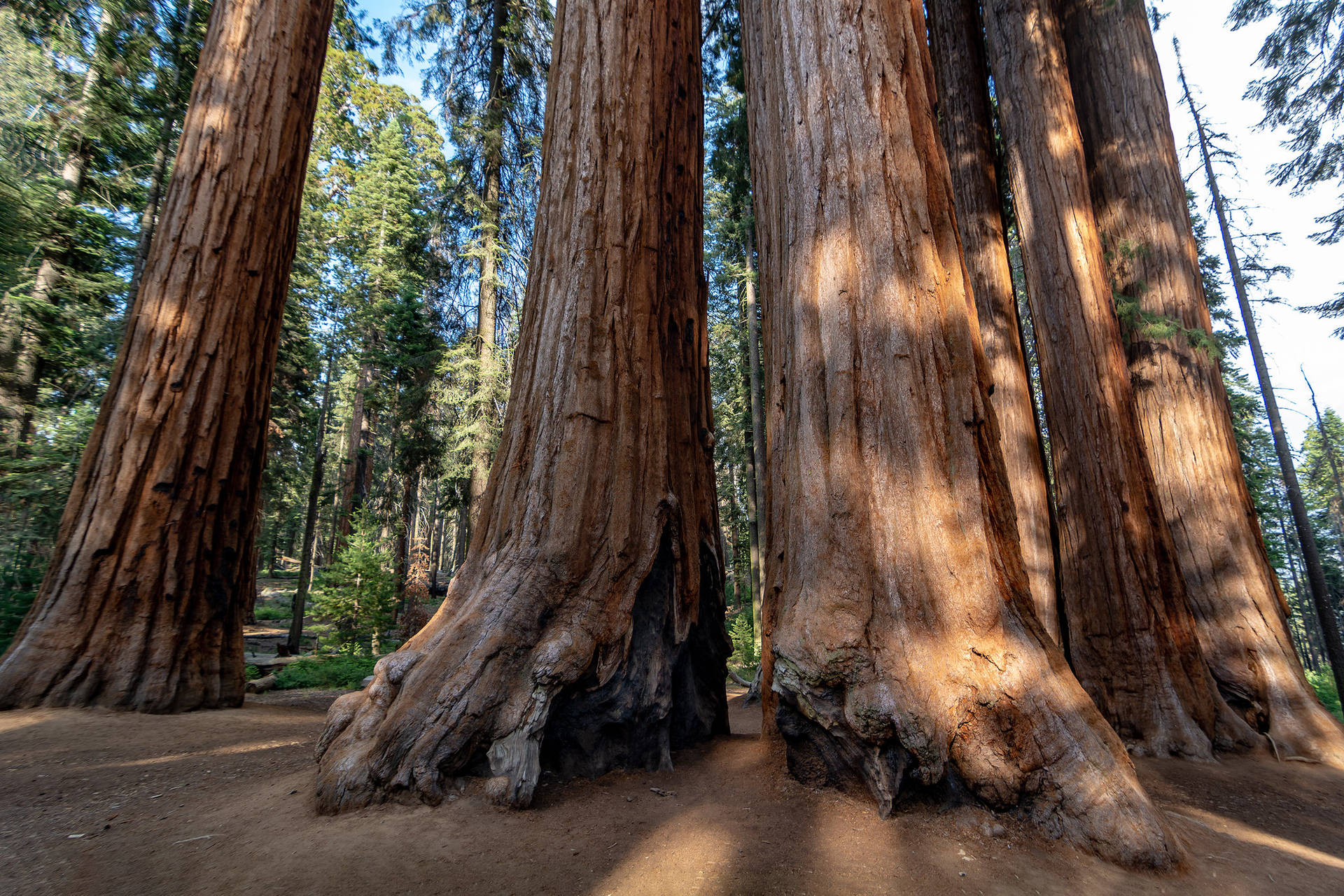 Parconazionale Sequoia Al Livello Del Terreno Sfondo