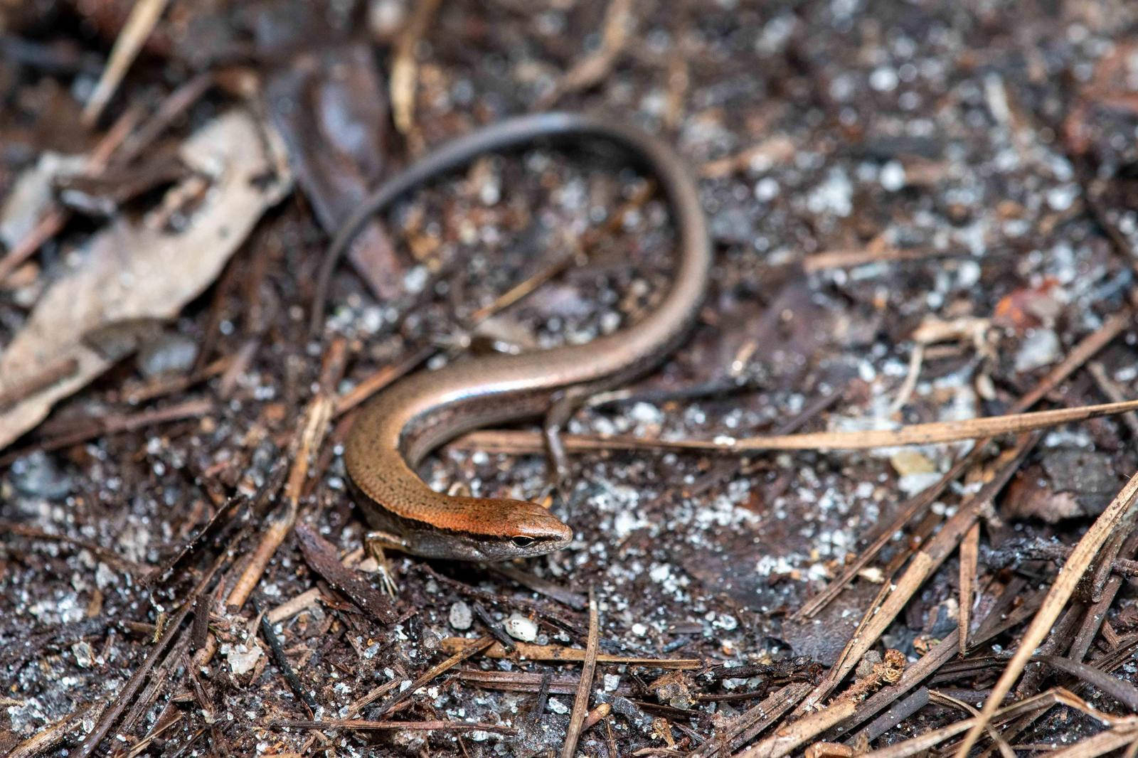 Ground Skink Little Brown Reptile Wallpaper