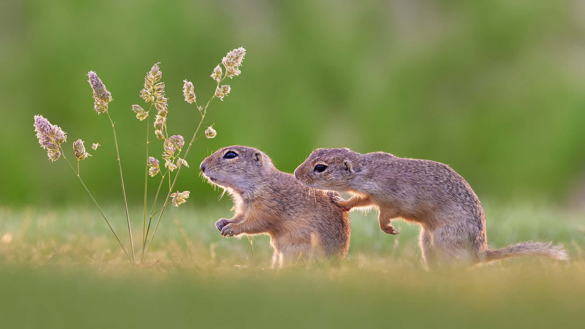 Ground Squirrelsin Grassy Field Wallpaper