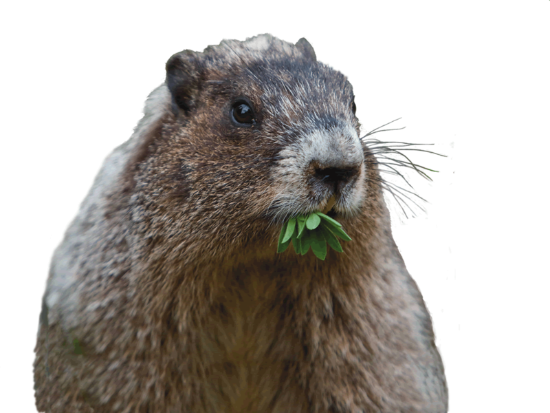 Groundhog Eating Green Leaves PNG