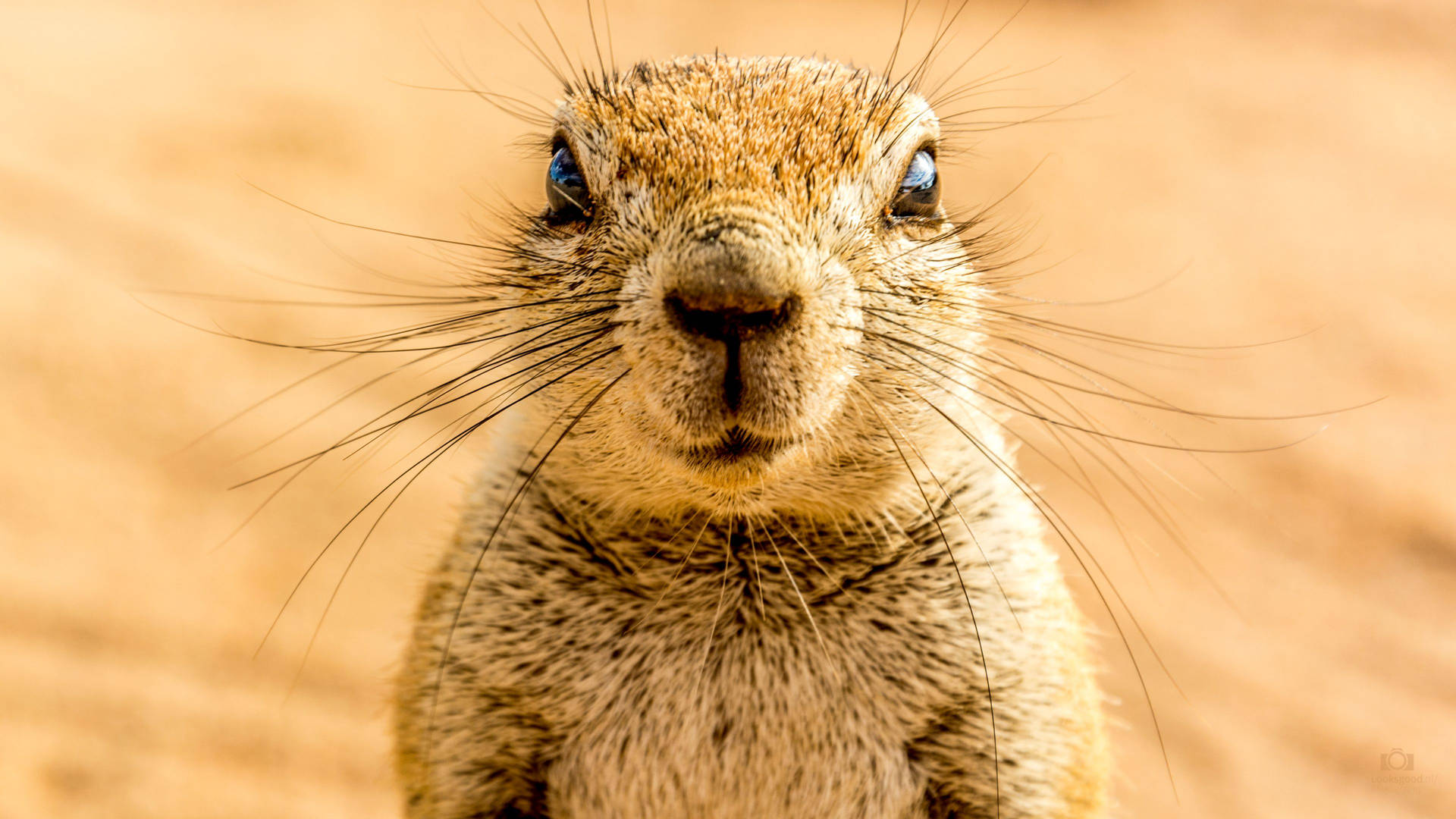 Groundhog In Namibia
