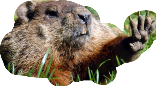 Groundhog Wavingin Grass.png PNG