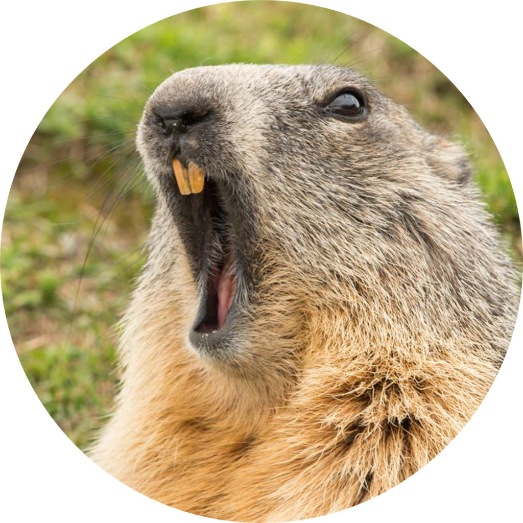 Groundhog_ Closeup_ Portrait.jpg PNG