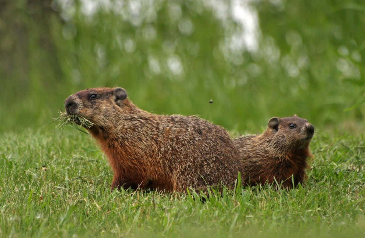 Groundhogsin Grass.jpg Wallpaper