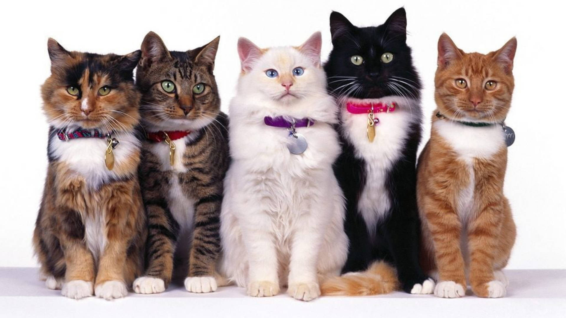 Group Cute Cat Hd Wallpaper