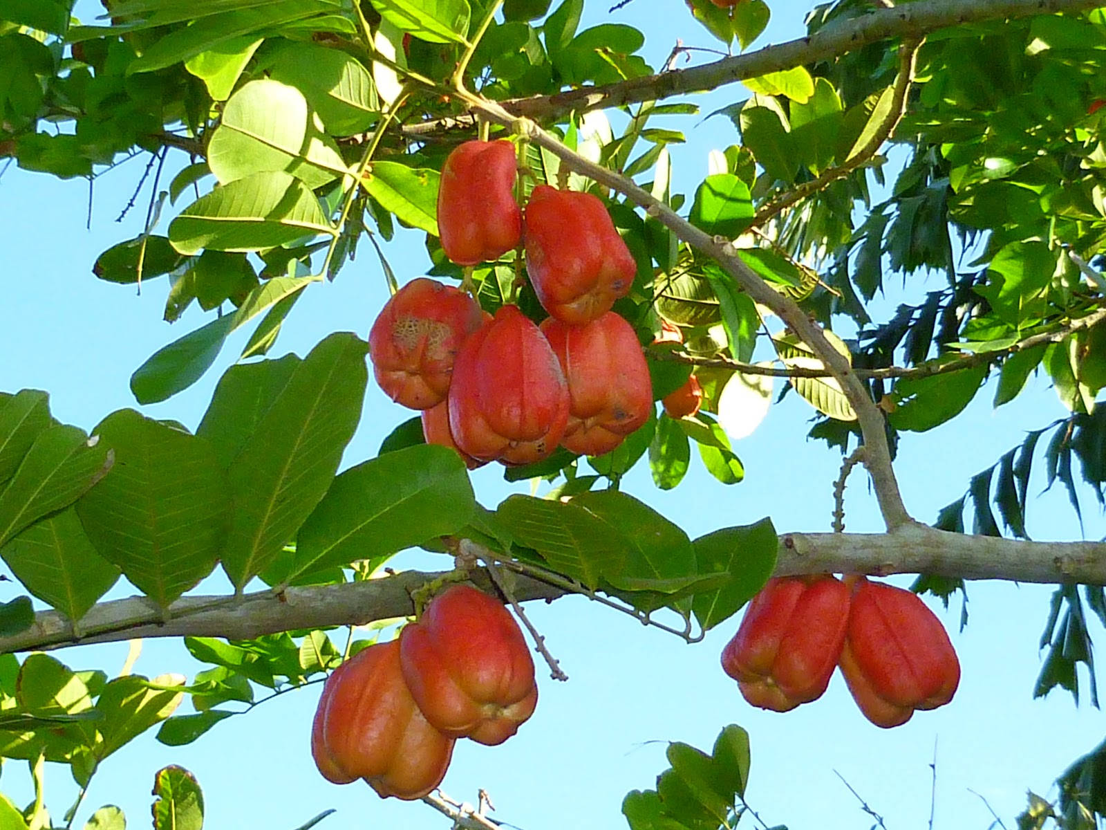 Freshly Harvested Ackee Fruits Wallpaper