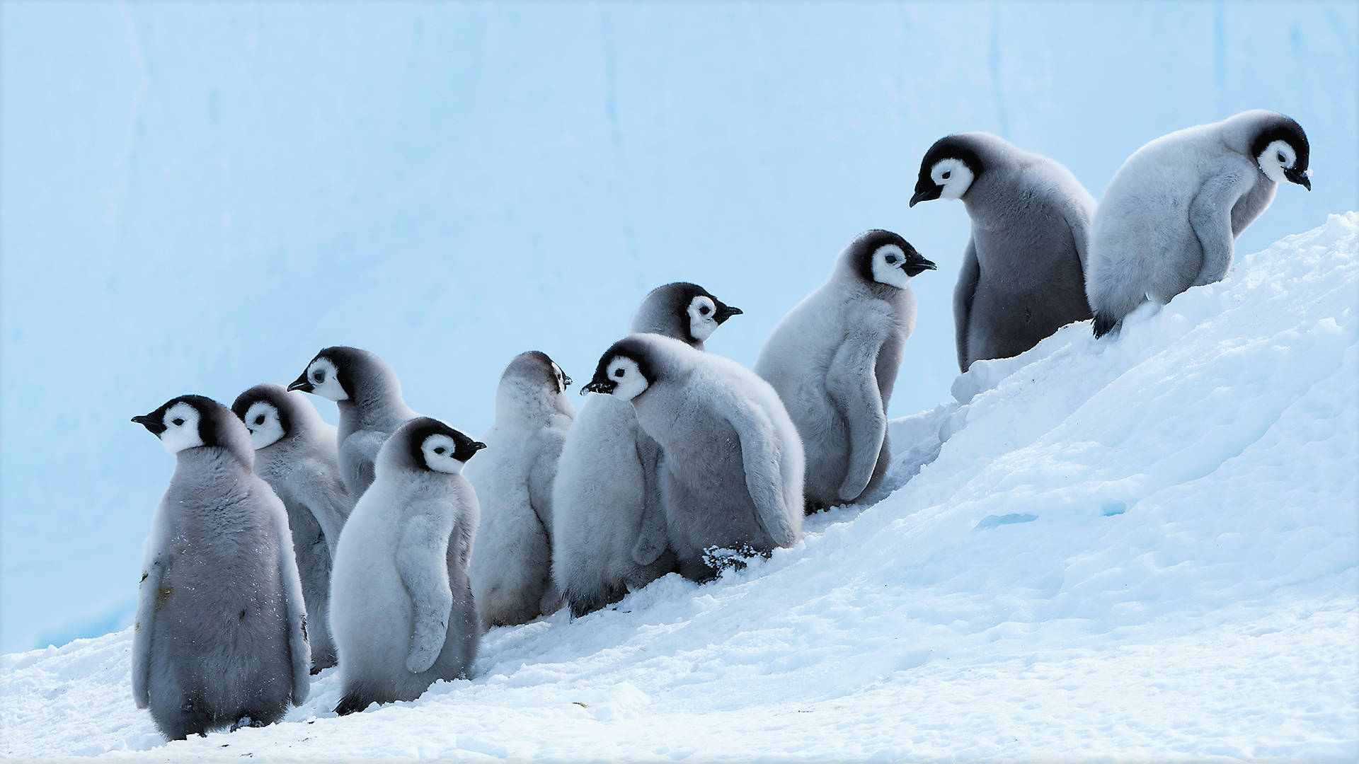 Group Of Baby Penguins Wallpaper