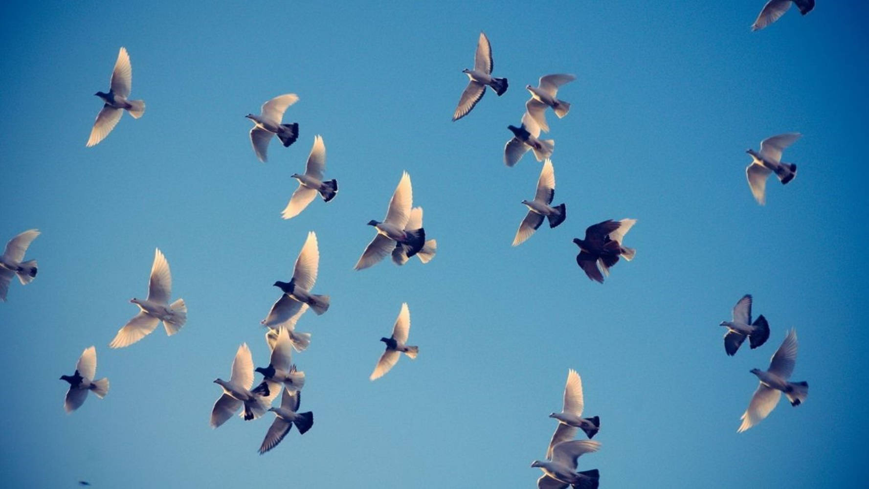 Grupode Pájaros Volando Sobre El Cielo Despejado. Fondo de pantalla