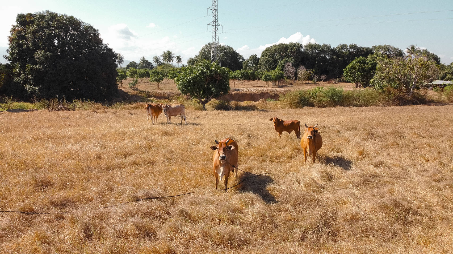 Gruppesüßer Kühe Auf Trockenem Gras Wallpaper