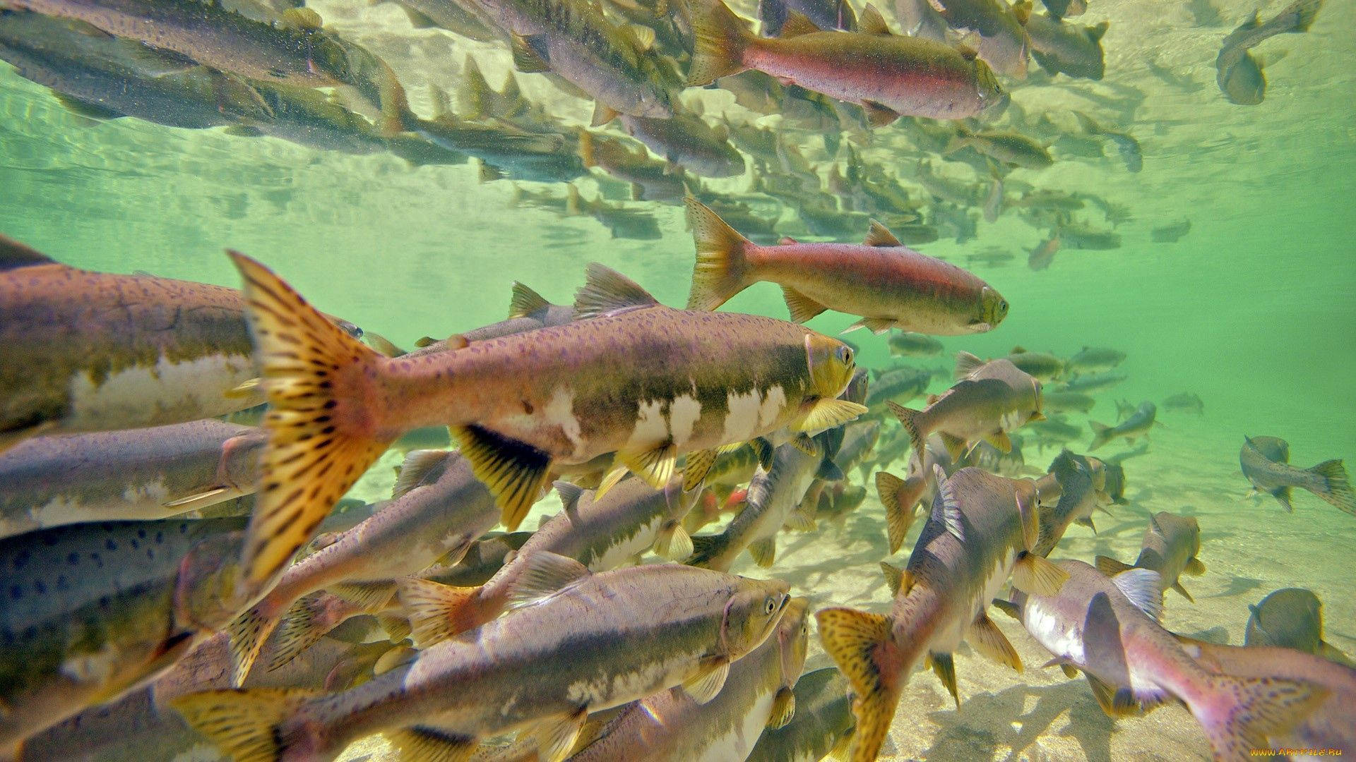 Group Of Fish In The River