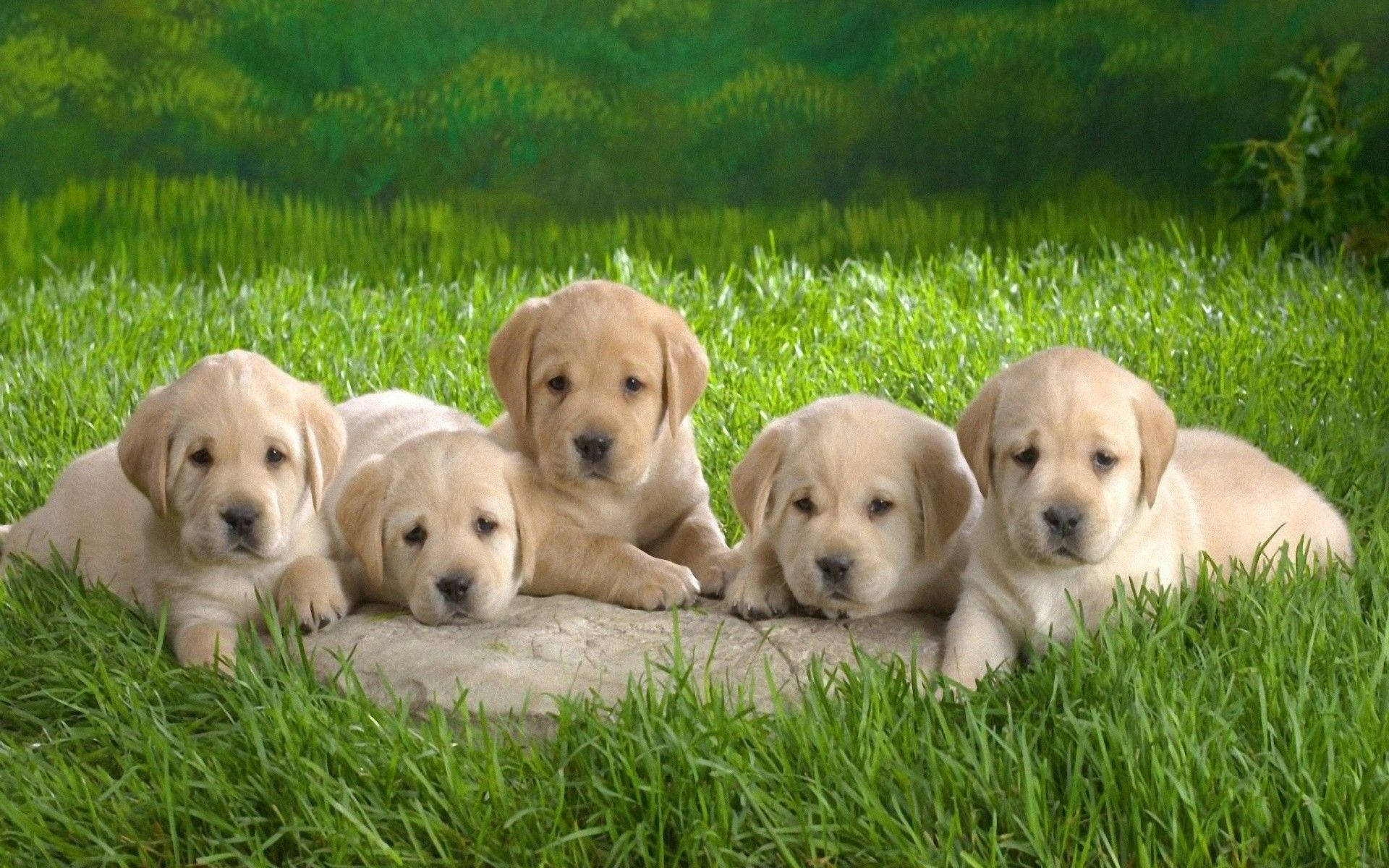 Download Group Of Labrador Baby Dogs Wallpaper 
