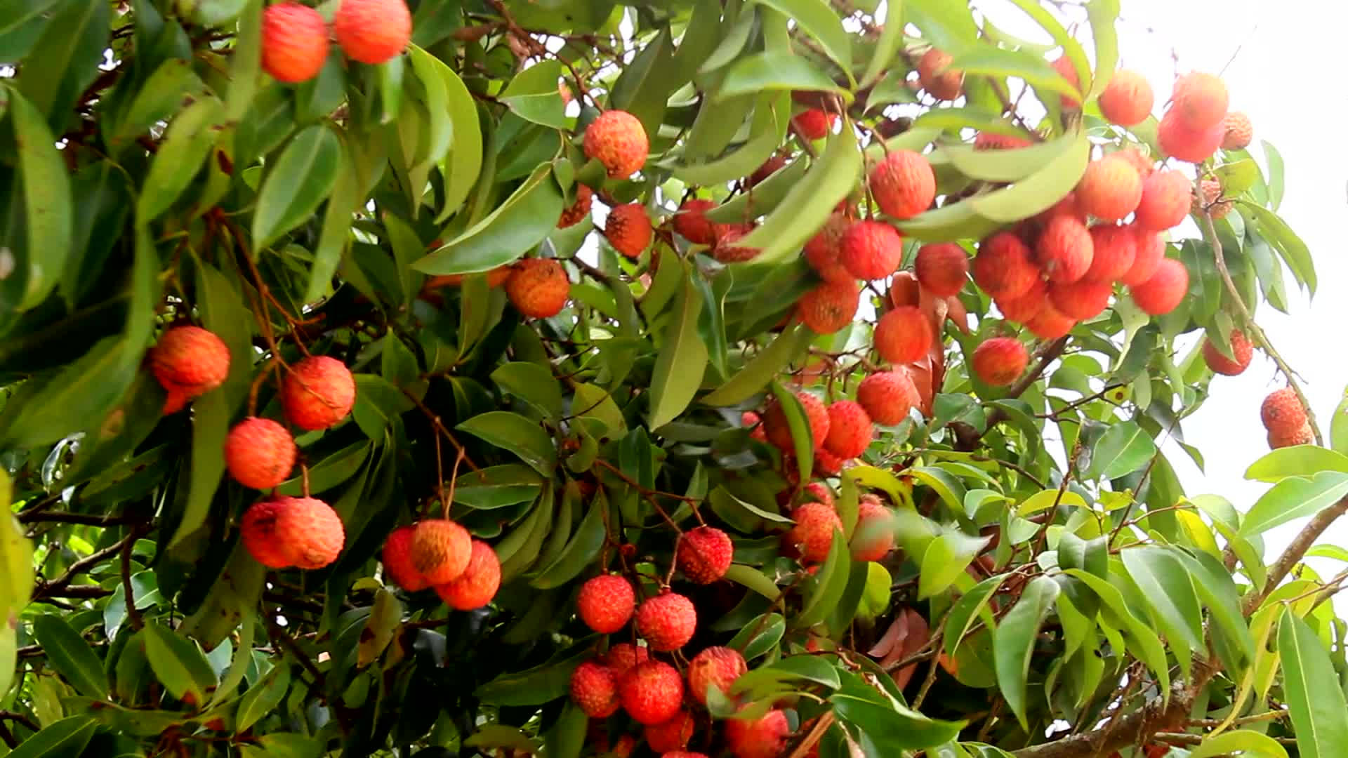 Grupode Frutas De Litchi. Fondo de pantalla