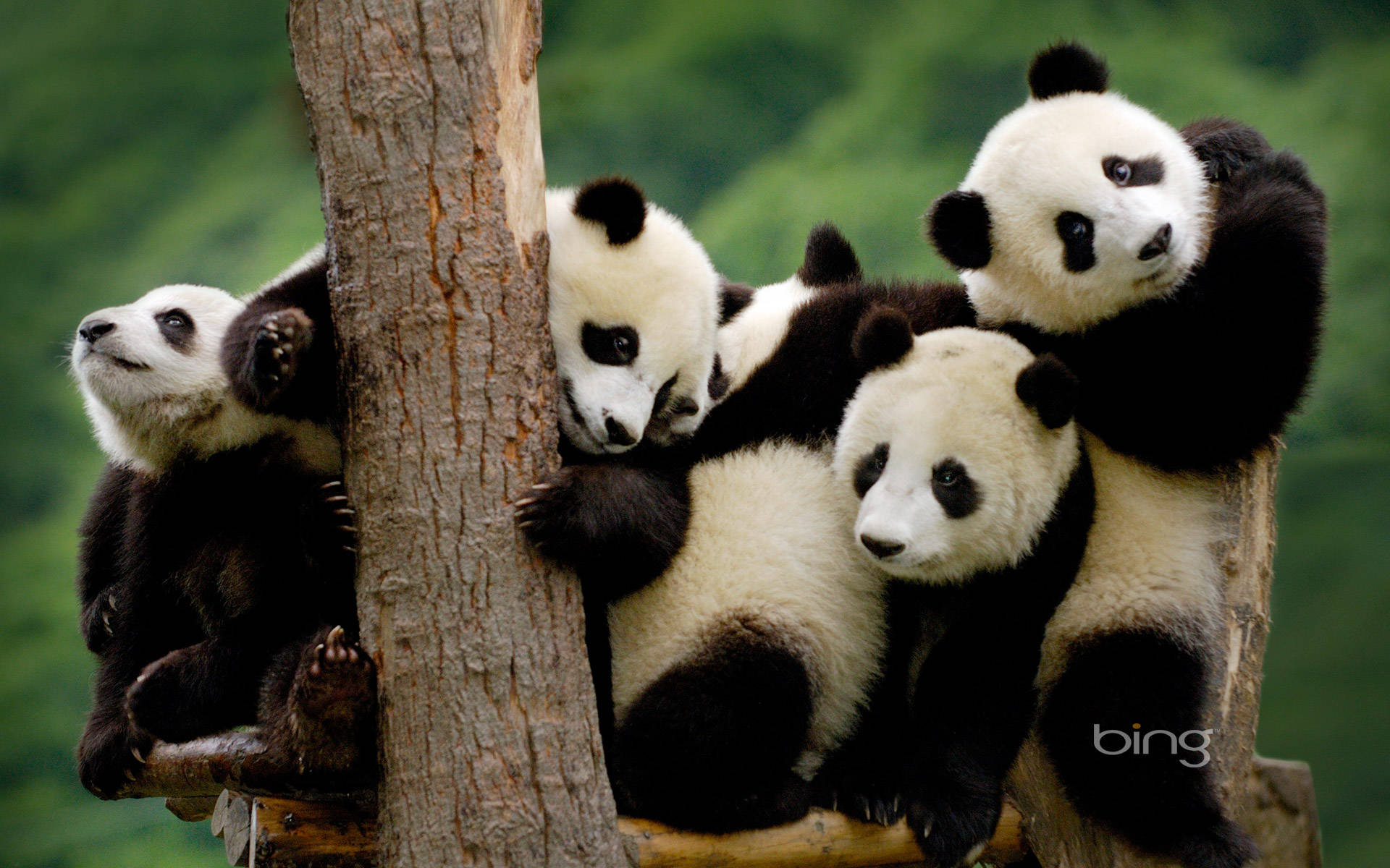 A happy group of pandas enjoying the natural beauty of the outdoors. Wallpaper