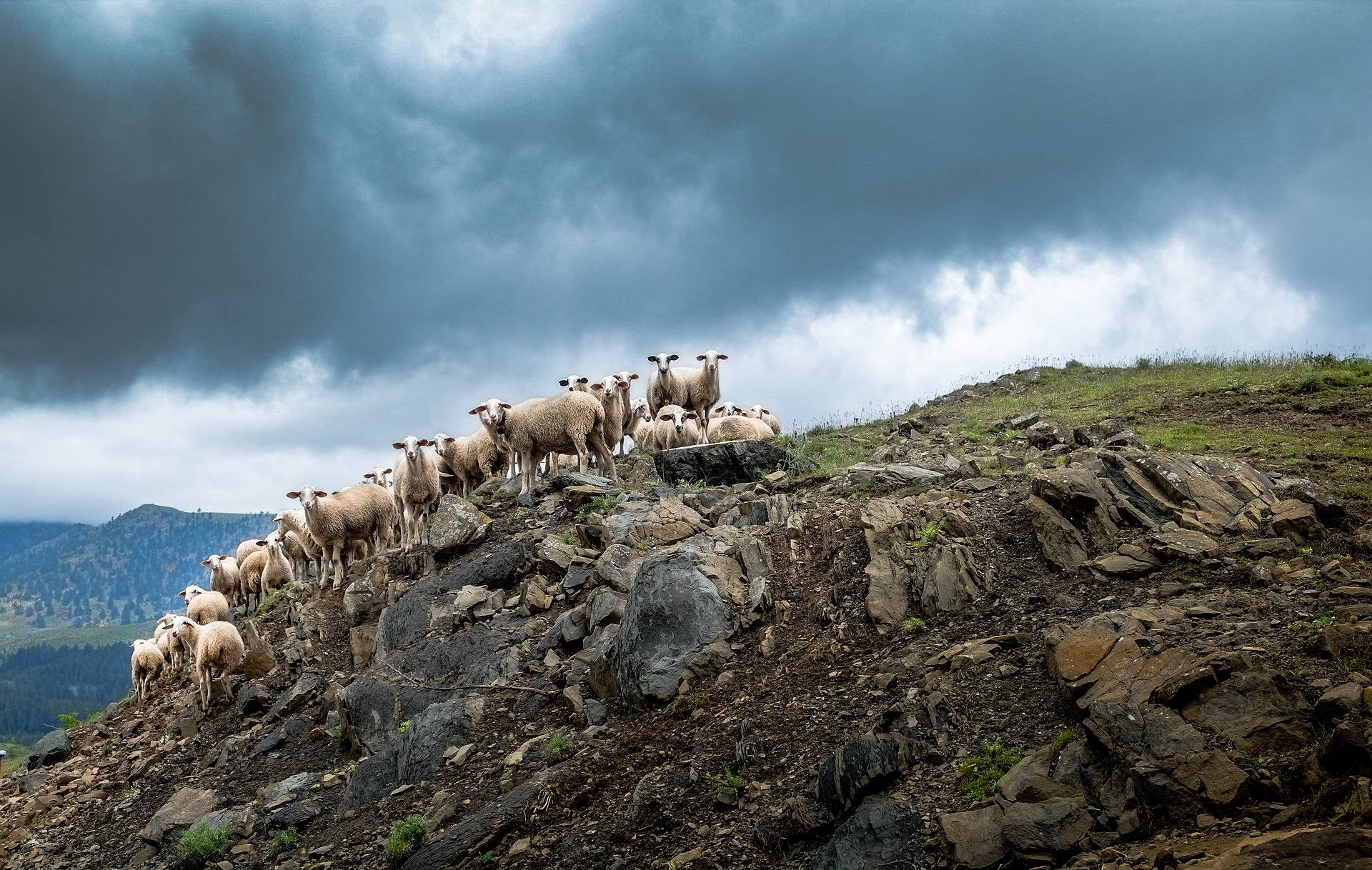 Group Of Sheep On Hill