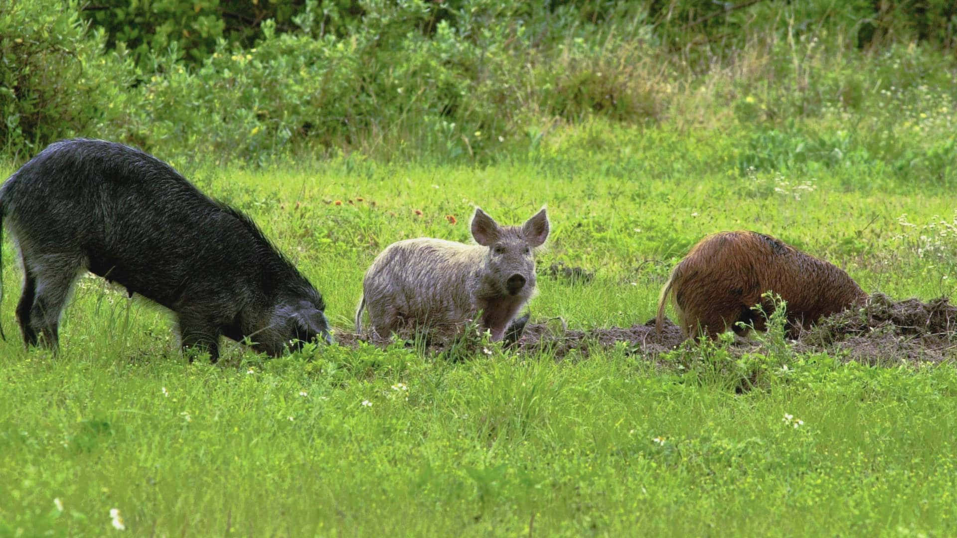 Group Of Wild Boars Wallpaper