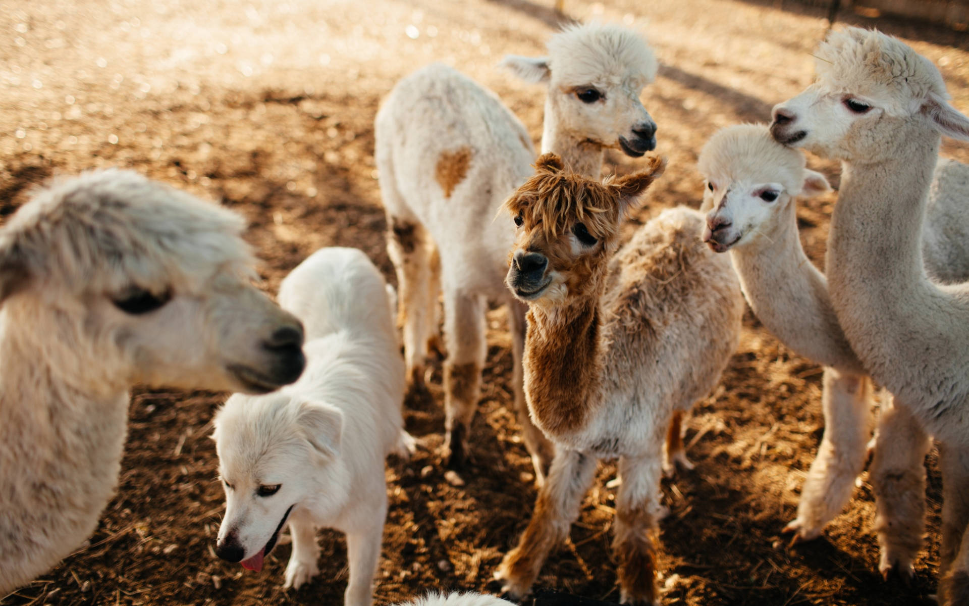 Group Of Young Alpacas