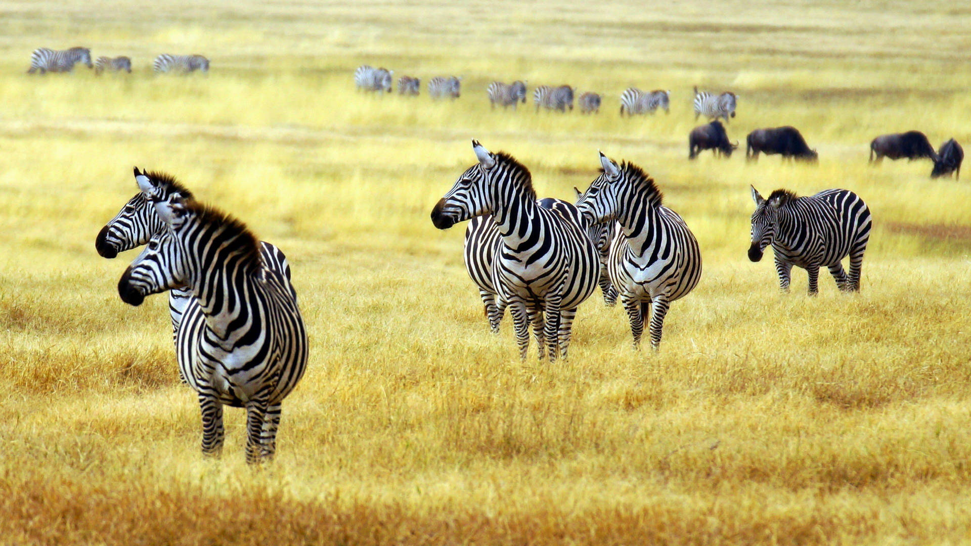 Group Of Zebra In Grassland Wallpaper