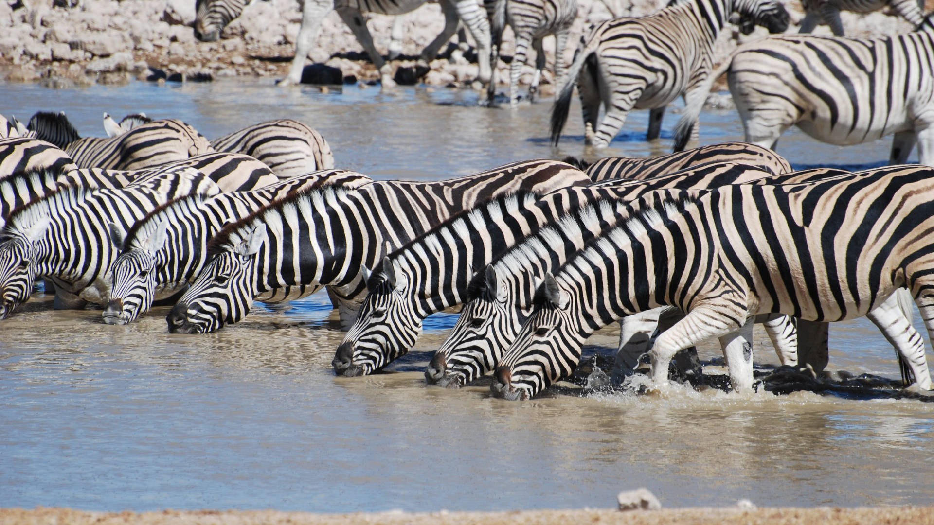 Group Of Zebra In River Wallpaper