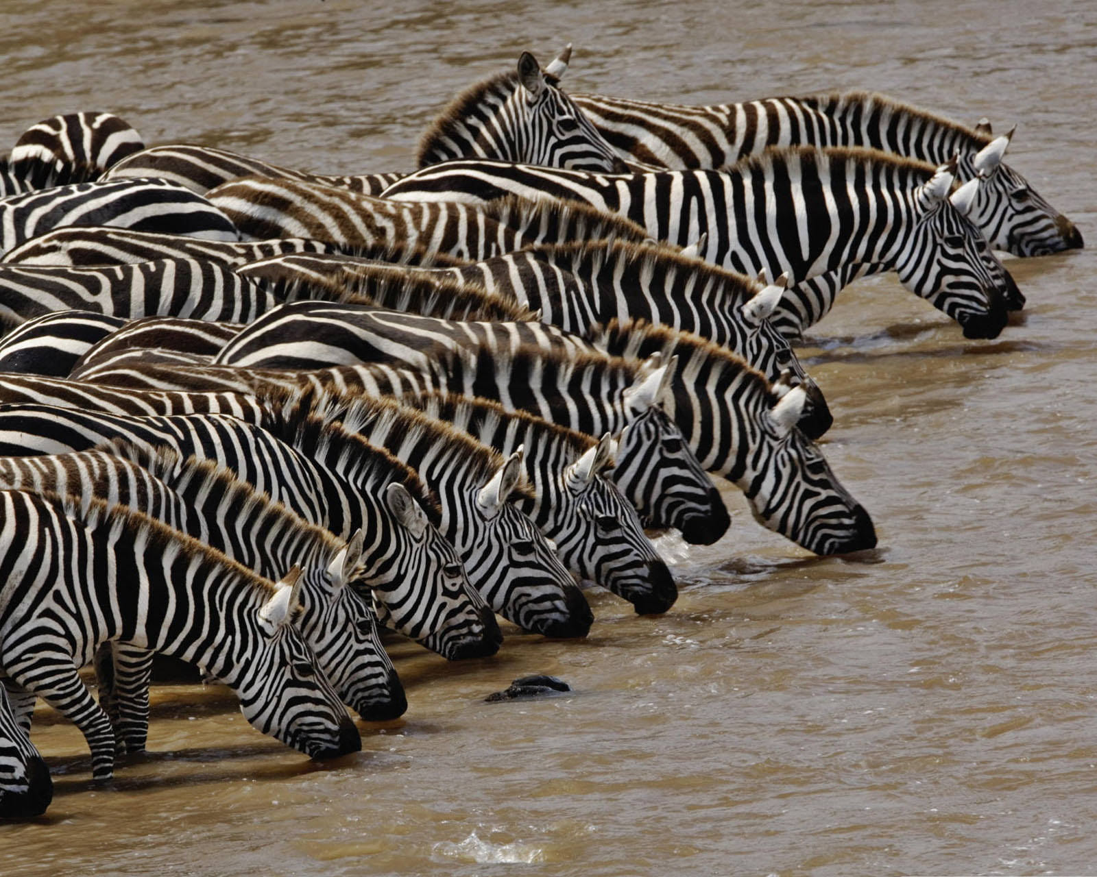 Group Of Zebras Drinking Water Background