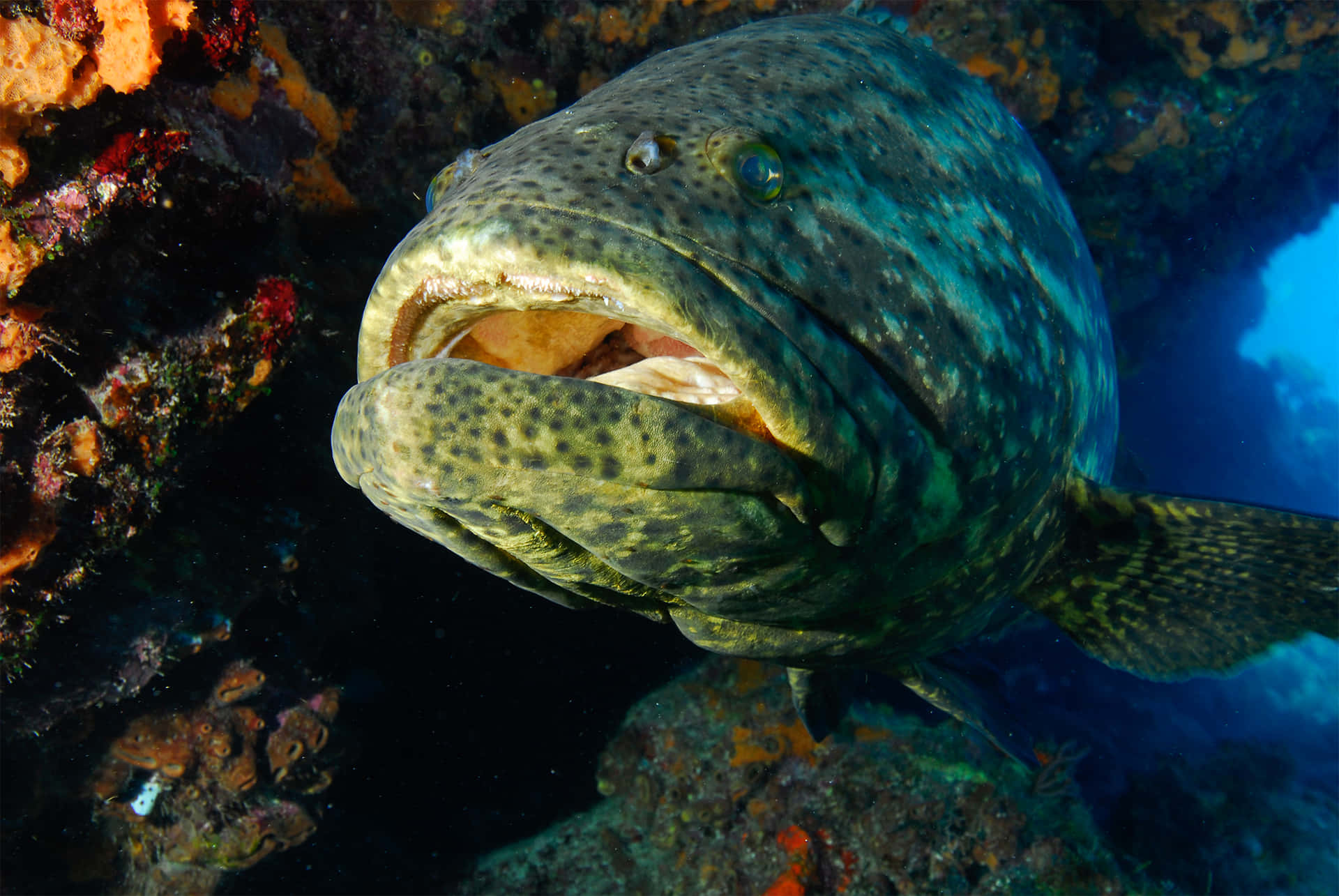 Grouper Fish Close Up Underwater Wallpaper