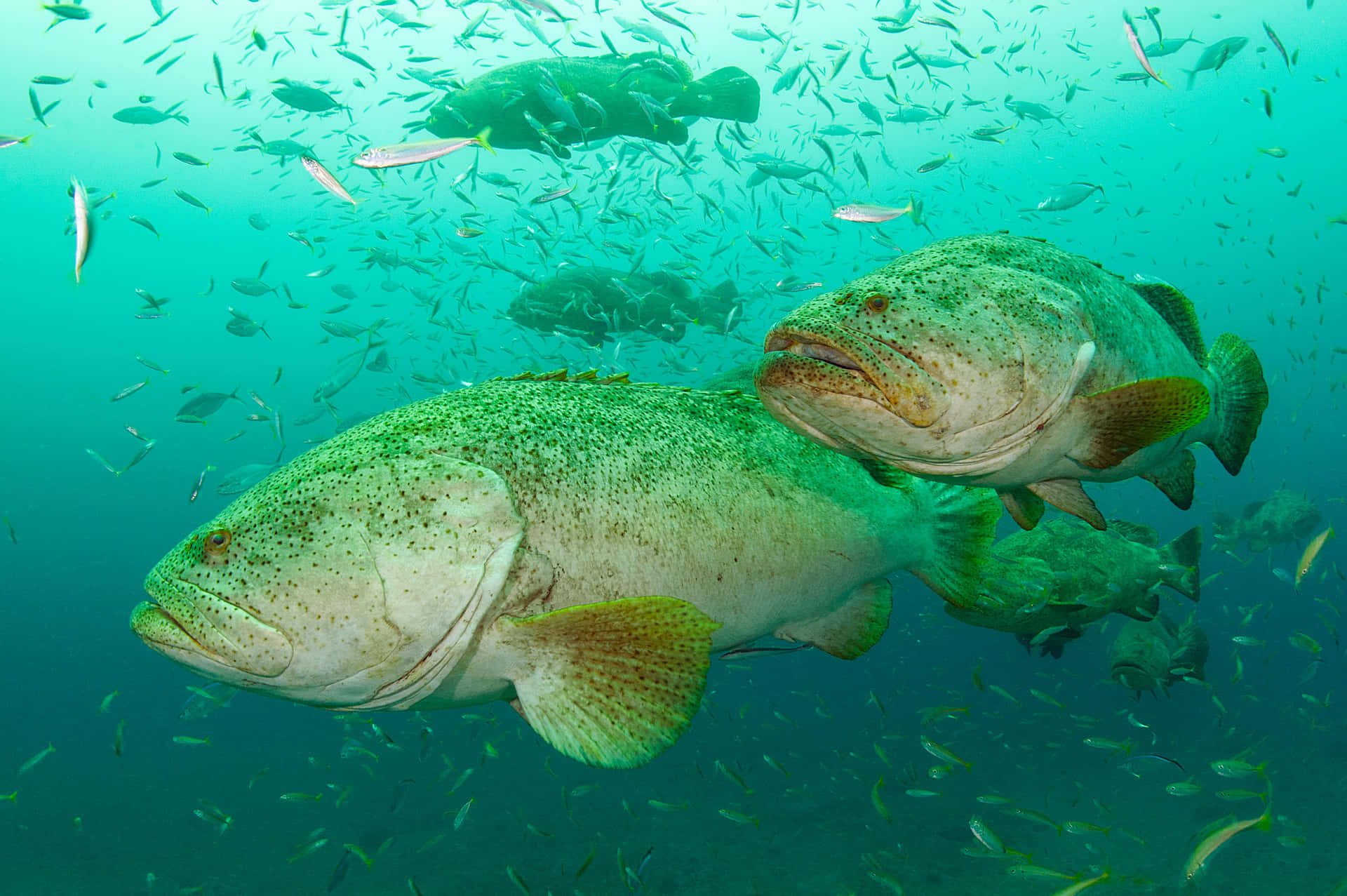 Grouper Schoolof Fish Underwater Wallpaper