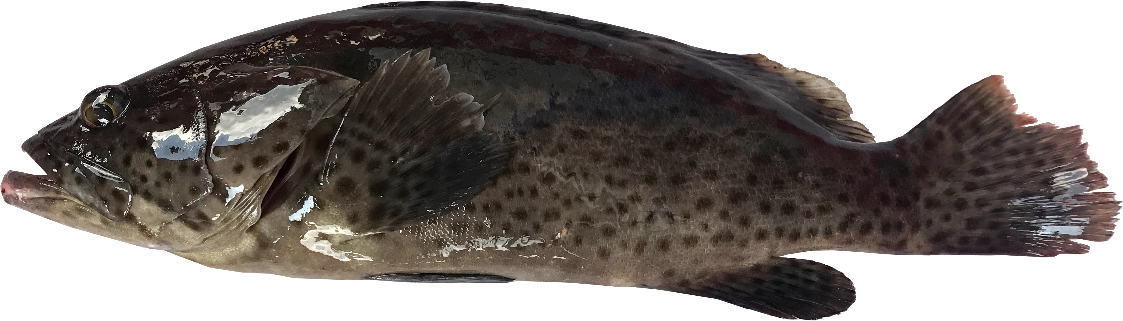 Grouper Side View.png PNG
