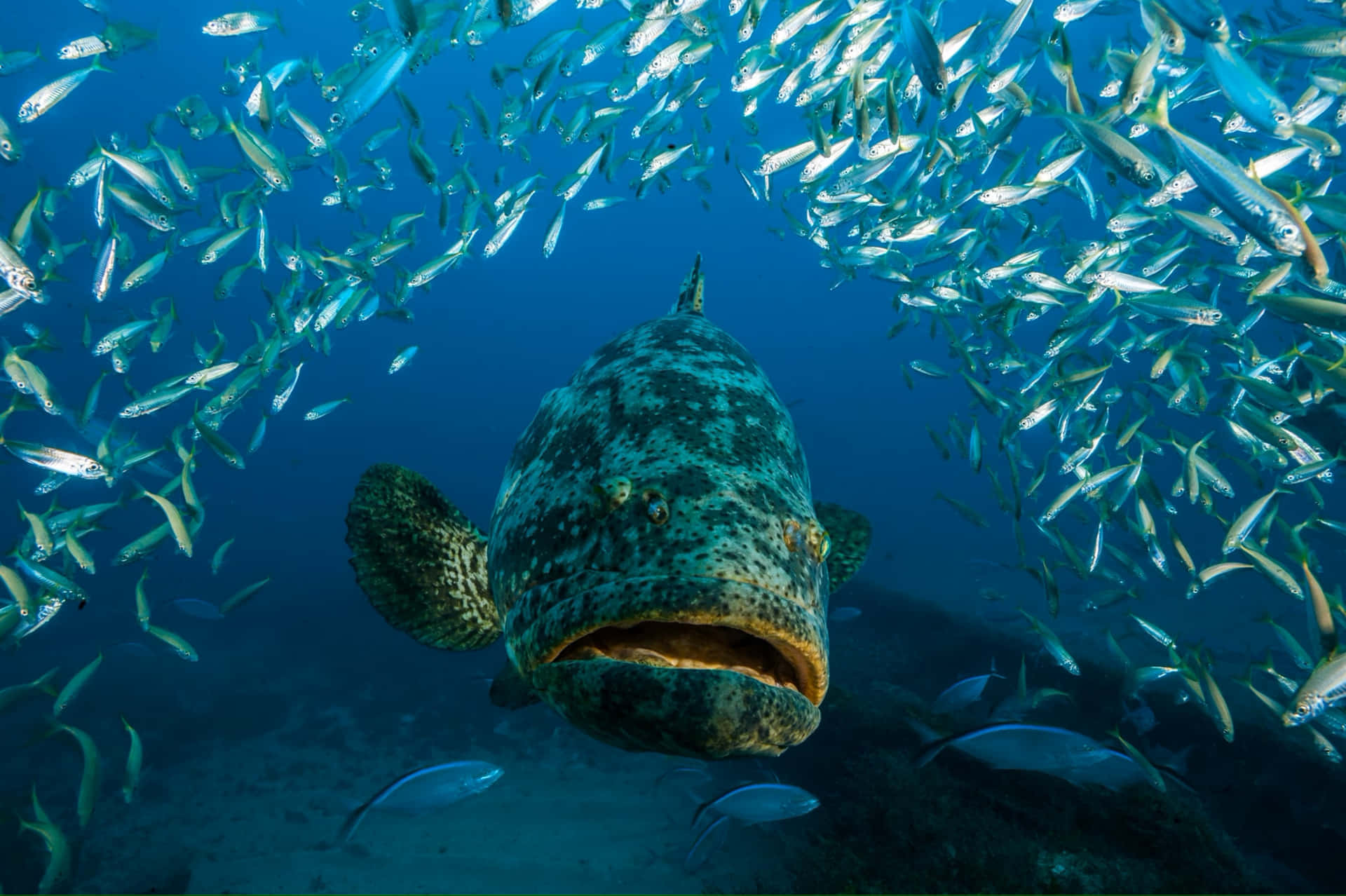 Grouper Surrounded By School Of Fish Wallpaper