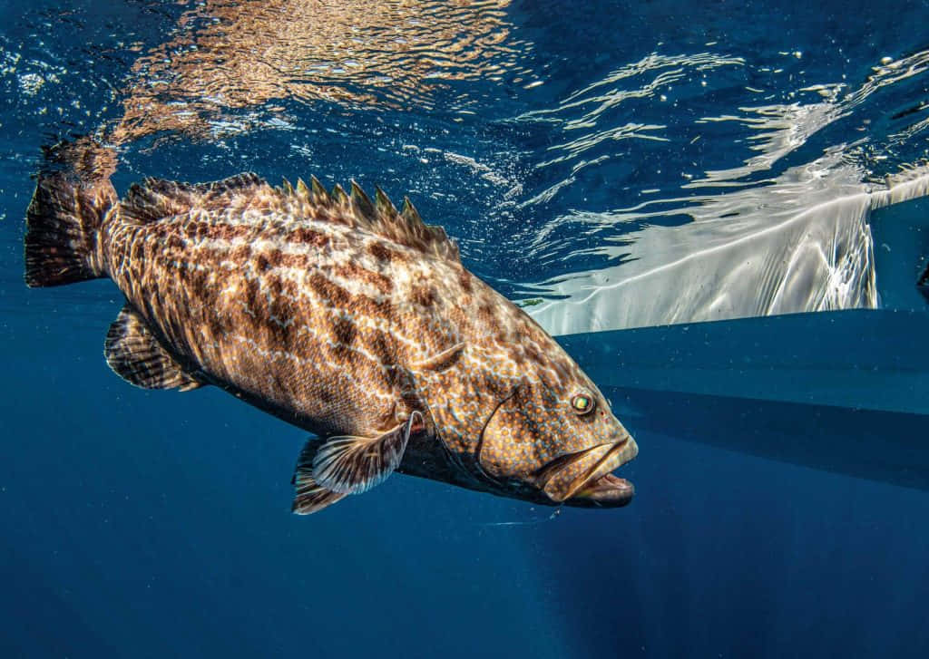 Grouper Swimming Underwater.jpg Wallpaper