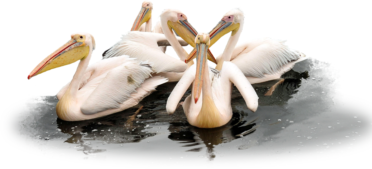 Groupof Pelicanson Water PNG