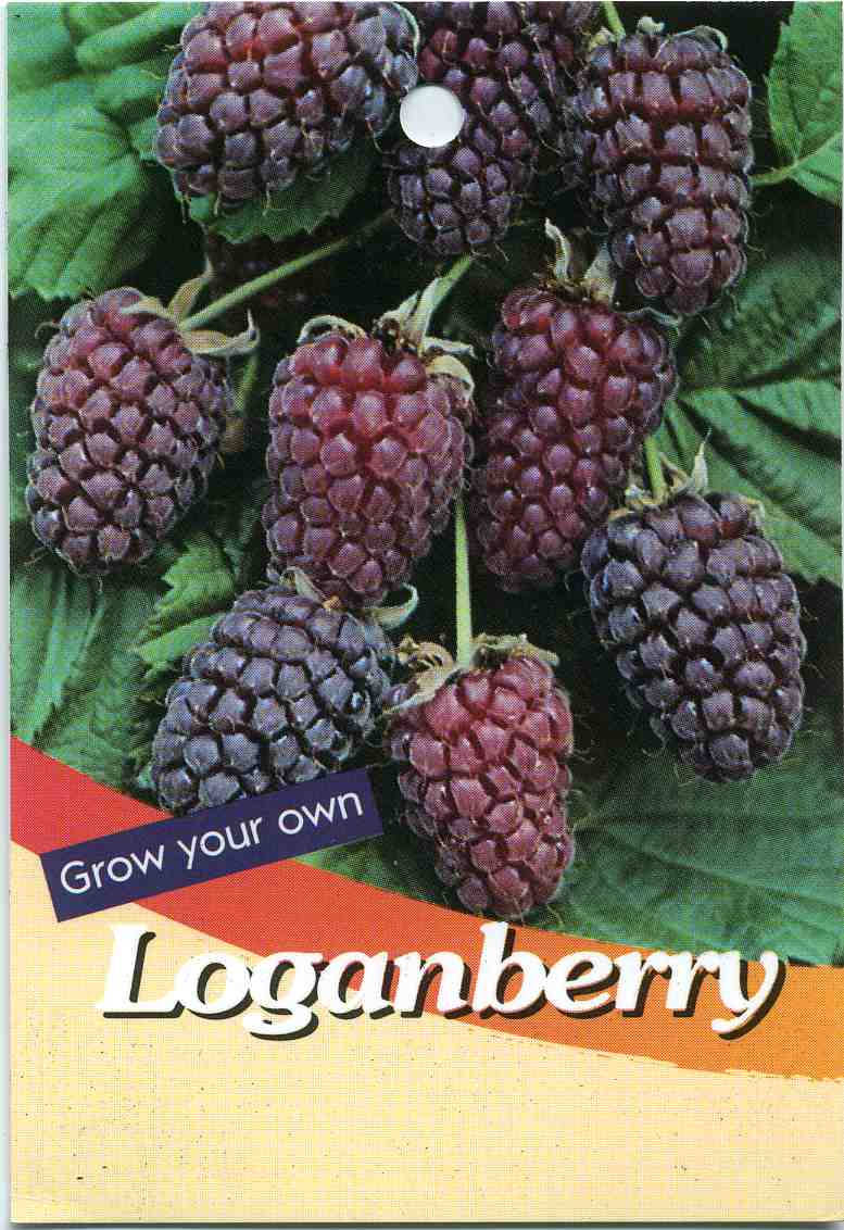 Grow Your Own Loganberry Wallpaper