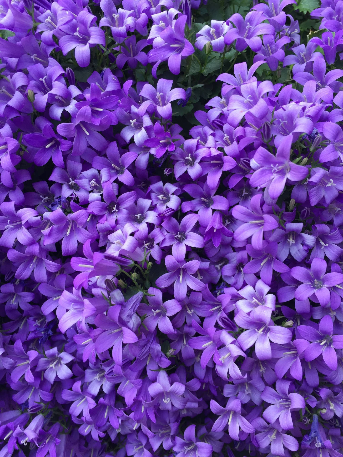 Growing And Blooming Purple Bellflowers Iphone Wallpaper