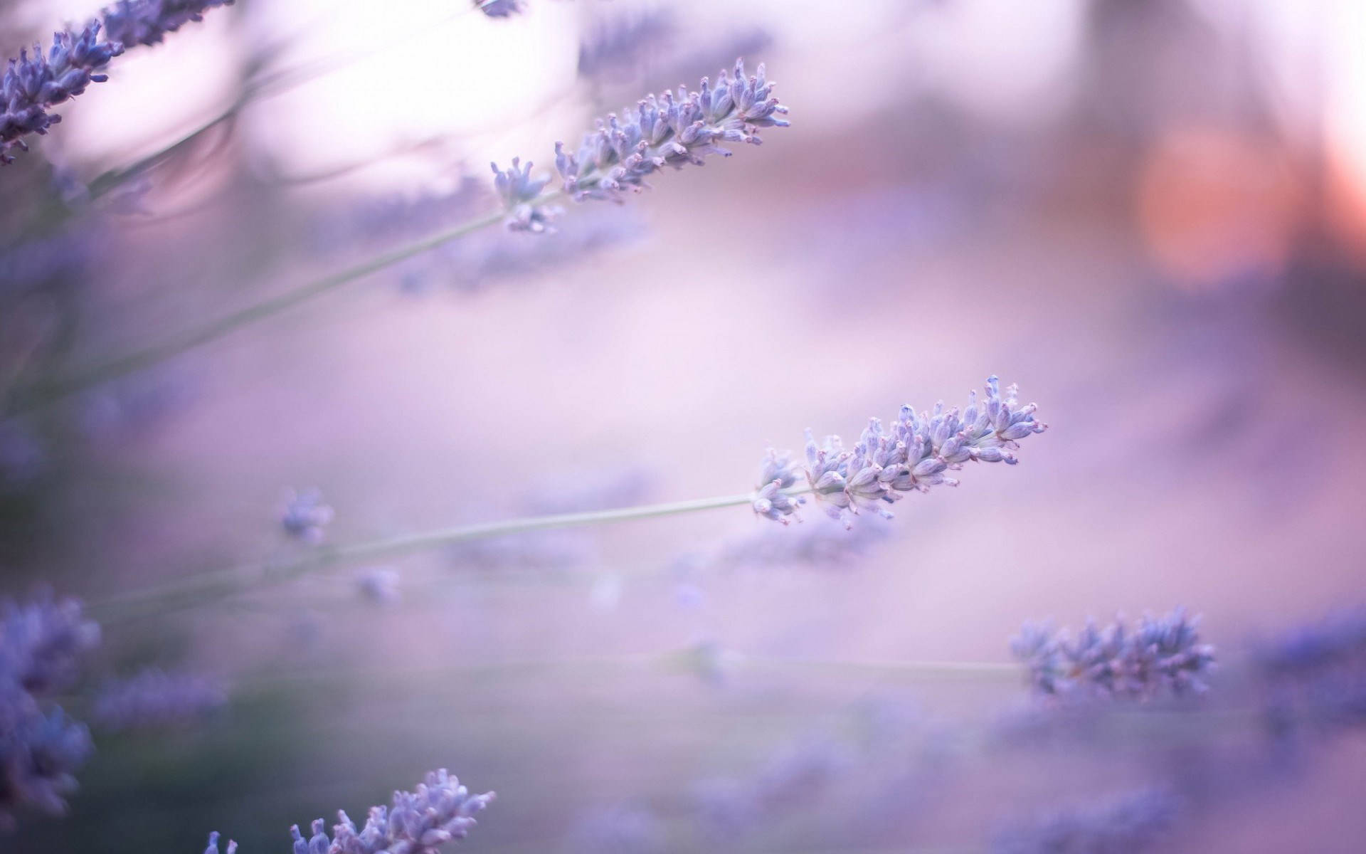 Growing Lavender Desktop Wallpaper