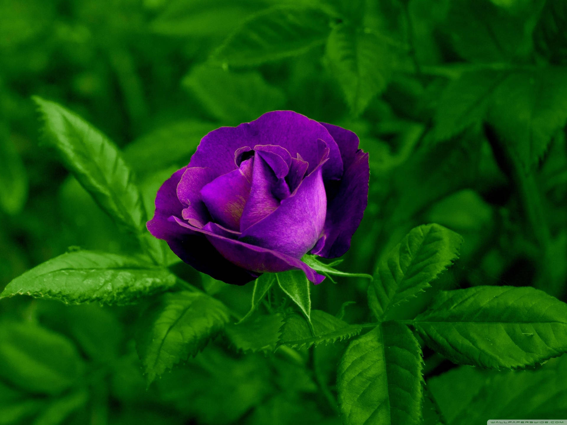 Growing Purple Rose Flower Background