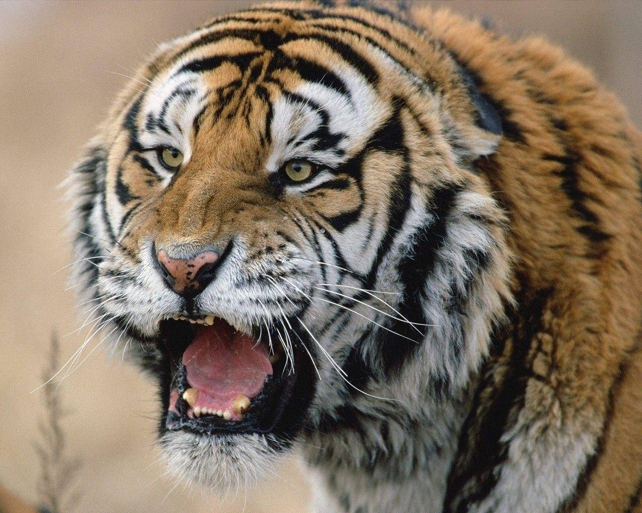 Growling Angry Tiger Wallpaper