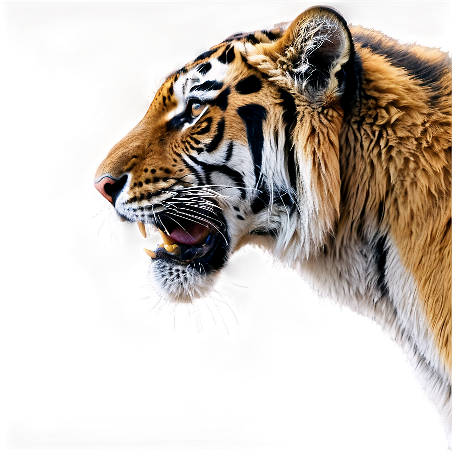 Growling Tiger Portrait Png Jub PNG