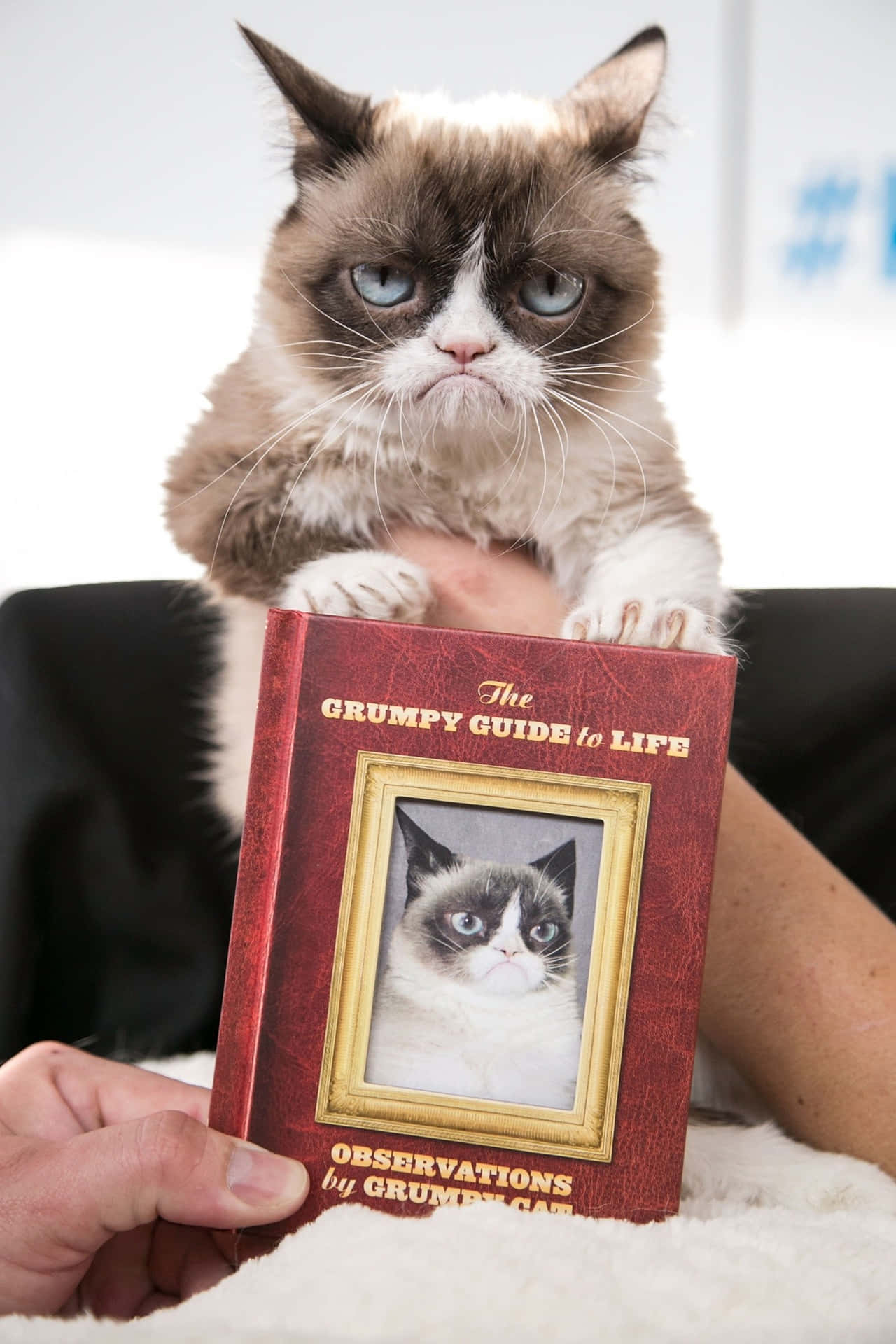Librode Grumpy Cat Fondo de pantalla