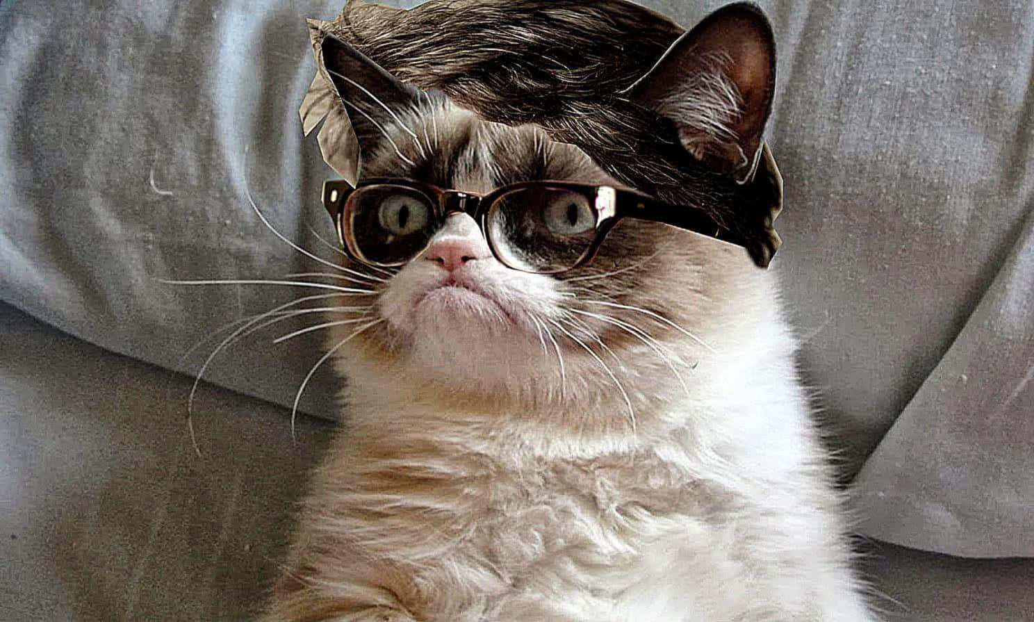 Grumpy Cat With Sunglasses