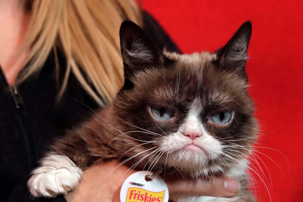 Grumpy Cat: Not Impressed
