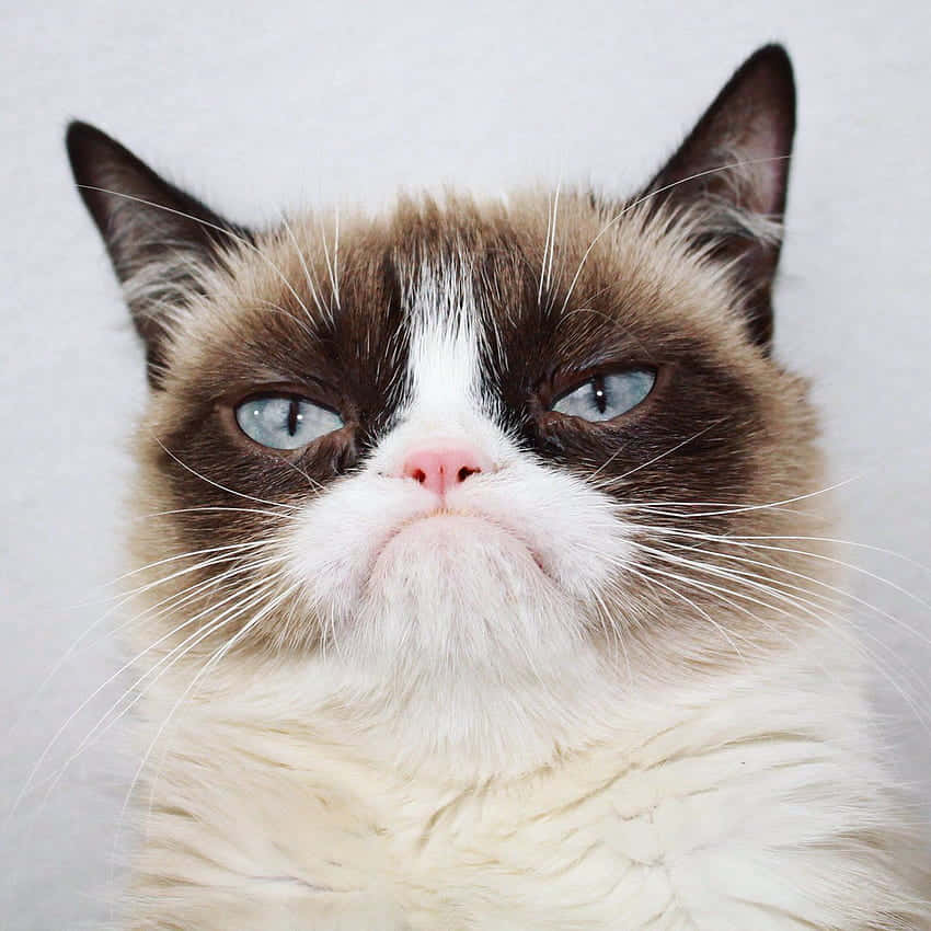 Grumpy Cat With Blue Eyes