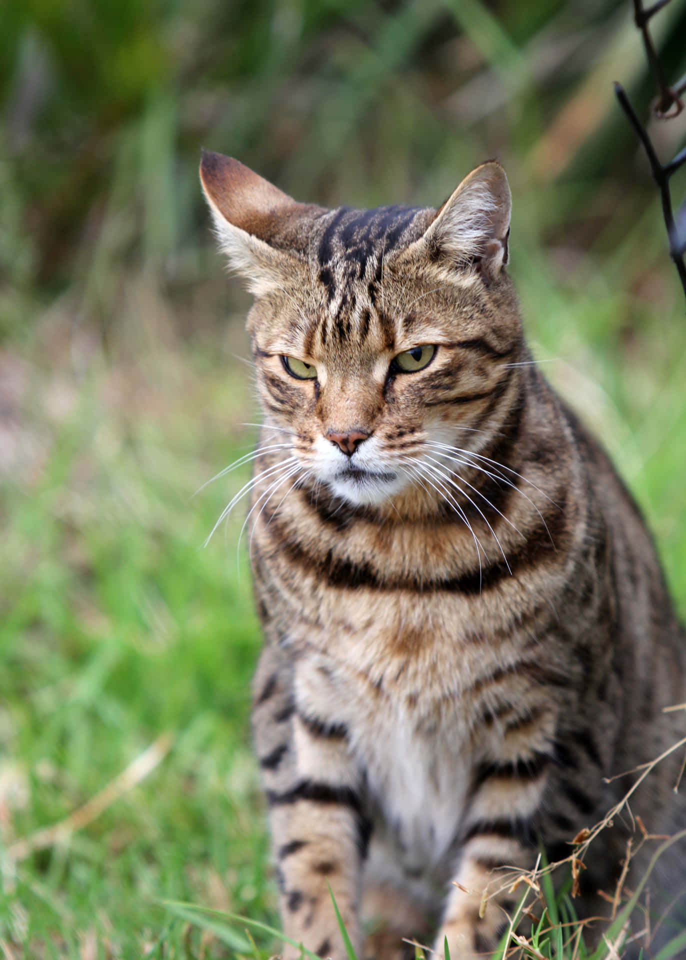 Grumpykatze Sieht Unglücklich Aus