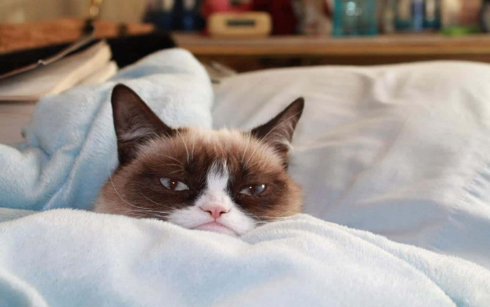 Meet Grumpy Cat, the official mascot of all things gloomy.