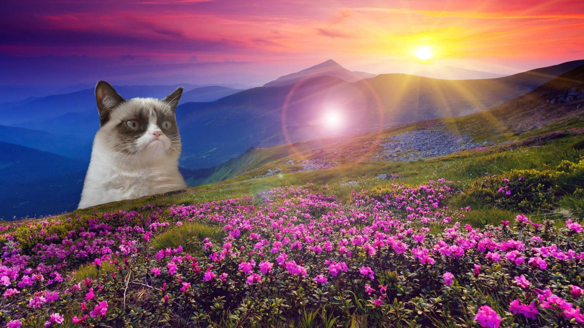 Cat meme with serious face on flower field with sunlight wallpaper.