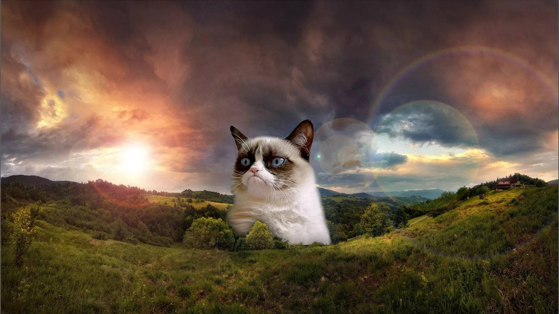 Cat meme with serious grumpy face and sad expression in a landscape mountain.